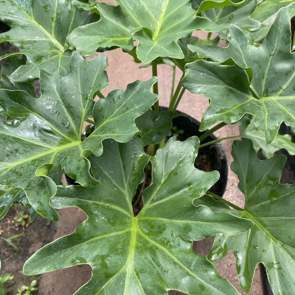 Cây trầu bà thanh xuân  chiều cao 40cm tán lá xum xuê hình răng cưa nhiều chồi non