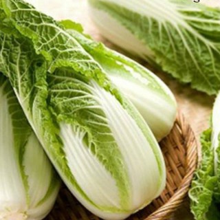 Hạt Giống Cải Thảo F1