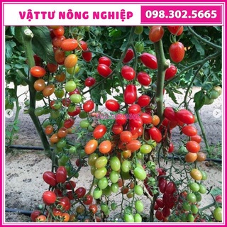 Hạt Giống Cà Chua Bi Đỏ ( cây cao) - 50 hạt