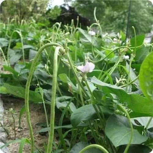 [Seeds] Hạt giống Đậu đũa bụi lùn (không leo giàn), đóng gói 20gr