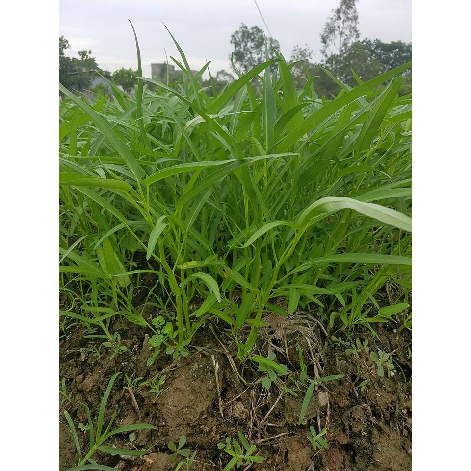 HẠT GIỐNG RAU MUỐNG LÁ TRE - GÓI 50 GRAM