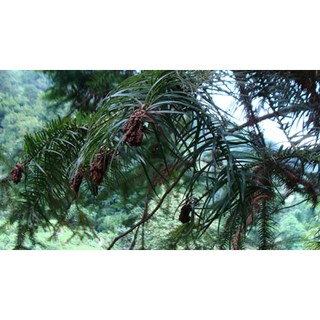 Tinh dầu ngọc am Sun Scent