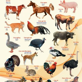 Tranh treo 14 chủ đề về thế giới xung quoanh