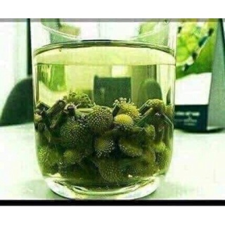 Nụ hoa Tam thất Bắc