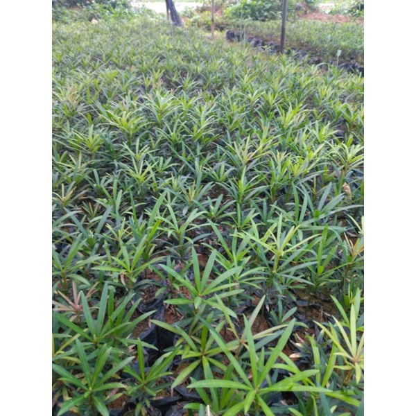 Cây giống tùng là hán