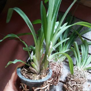 Kiếm Thái hoa vàng thanh lý