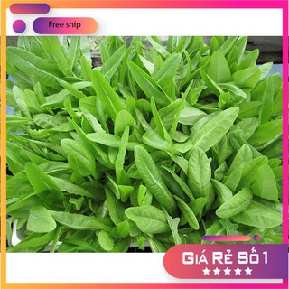 Hạt giống rau diếp thơm - 5gr LUCKY.VN