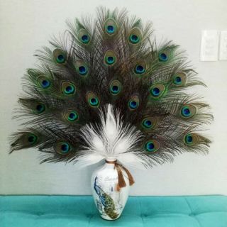 Lông công phong thủy(mắt to) bán từ 5 chiếc