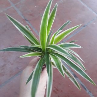 [Ảnh thật từ ảnh 2 ] Cỏ lan chi cây nhỡ