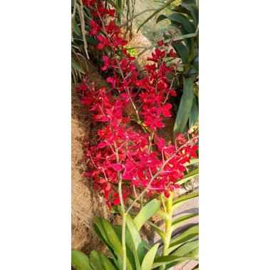Lan Renred cây tơ đẹp
