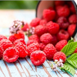 Hạt Giống Quả Mâm Xôi Đỏ