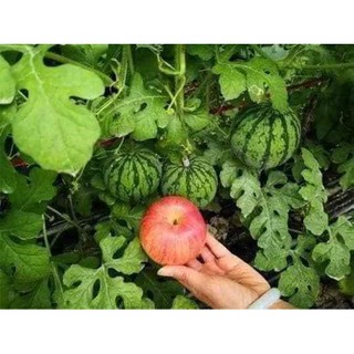 Hạt giống dưa hấu baby táo (20 hạt)