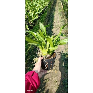 Vũ Nữ Hoàng Hậu size trung
