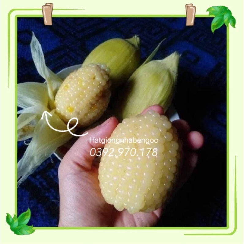 100 Hạt Giống bắp Nếp Nù Sữa Thái