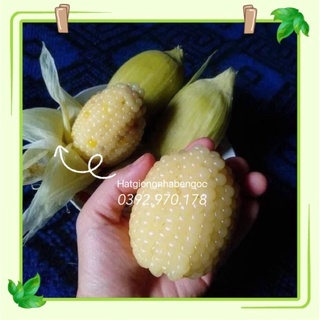 100 Hạt Giống bắp Nếp Nù Sữa Thái