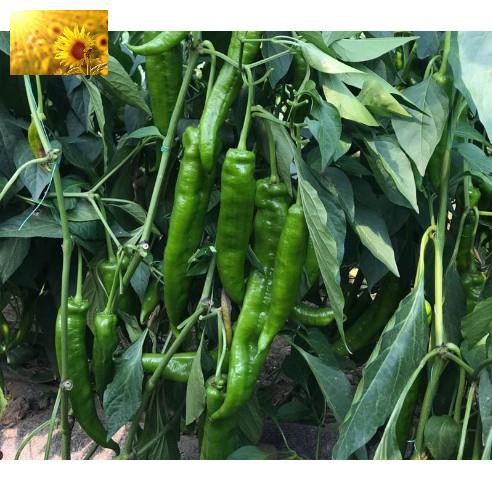 Hạt Giống Ớt Xanh Hàn Quốc  - Ngọt, Cay Nhẹ,Thơm Ngon, Năng Suất - MUA 3 TẶNG 1 CÙNG LOẠI
