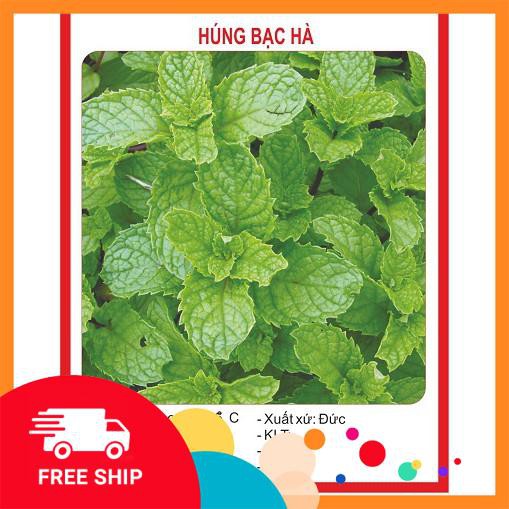 0.1g Hạt giống Húng bạc hà (húng lủi) (tặng gói Kích nẩy mầm và Hướng dẫn) KHUYẾN MẠI TRONG NGAY