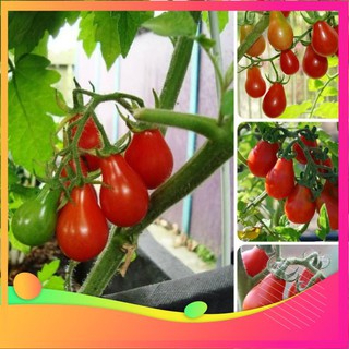 Hạt Giống Cà Chua Lê Đỏ - 30 Hạt VIETGAR