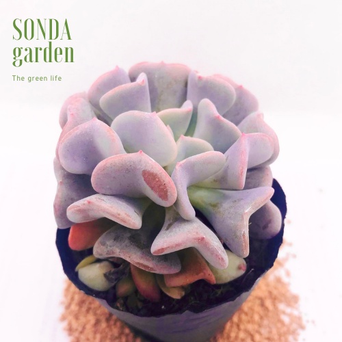 Sen đá cúc tím SONDA GARDEN size bé 5-8cm, xuất xứ Đà Lạt, khoẻ đẹp, lỗi 1 đổi 1