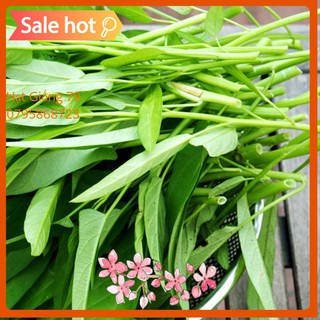 HẠT GIỐNG RAU MUỐNG - 100Gram