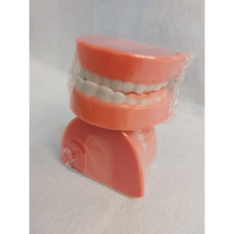 Mô hình hàm răng mô phỏng hàm răng của con người đồ chơi mầm non