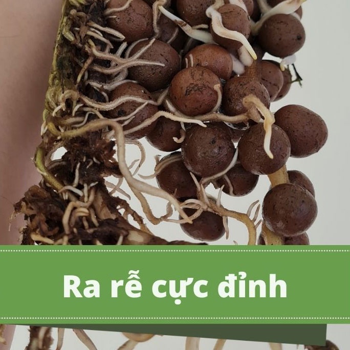 Nước Tưới Dinh dưỡng – Kích rễ Rooting BA (chai 500ml) siêu ra rễ Node Kiểng Lá, Kie Phong Lan, thuần Sen Đá HandyGarden