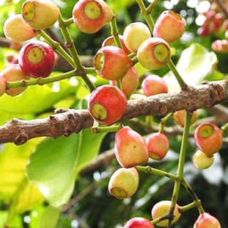 Trà nụ vối khô 1 kg đã sao vàng, uống thanh nhiệt cơ thể