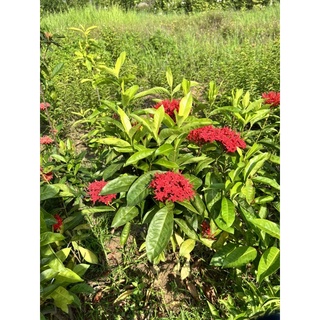 Cây mẫu đơn bông to(3 màu đỏ-hồng-vàng)