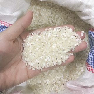 Gạo nếp tú lệ- đặc sản yên bái