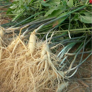 Hạt giống Nhân sâm Hàn Quốc