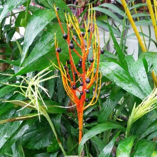 CÂY CAU HAWAI