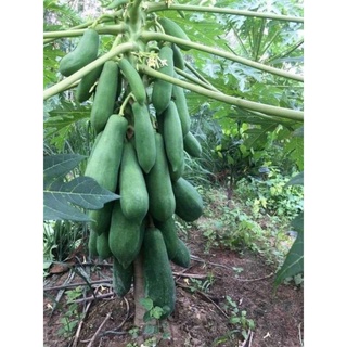 hạt giống đu đủ punket thái lan 10 hạt