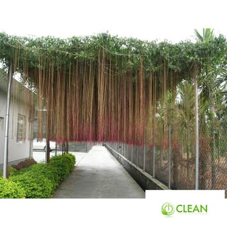 Hạt Giống Cây dây leo Dây liêm hồ đằng, dây tơ hồng thái 10 hạt