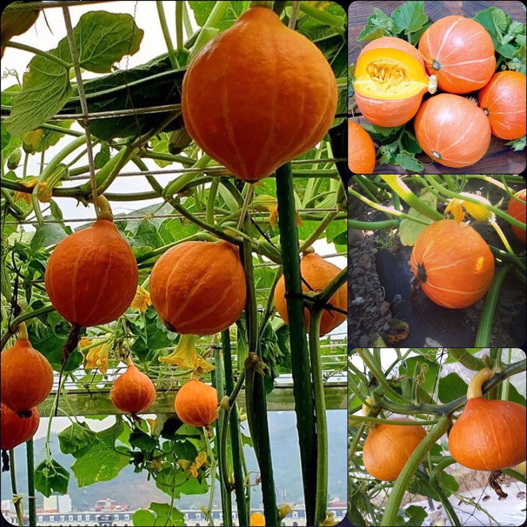 Hạt giống bí ngô mặt trời lai F1 - rau củ quả chịu nhiệt 4 mùa ngon ngọt nảy mầm cao 1gr KURI 504