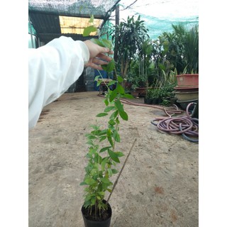 Dây Cúc Tần Ấn Độ