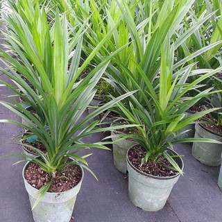 BẦY CÂY LÁ CƠM NẾP , LÁ NẾP THƠM (CÂY LÁ DỨA THƠM )- BẦU CÂY GIỐNG