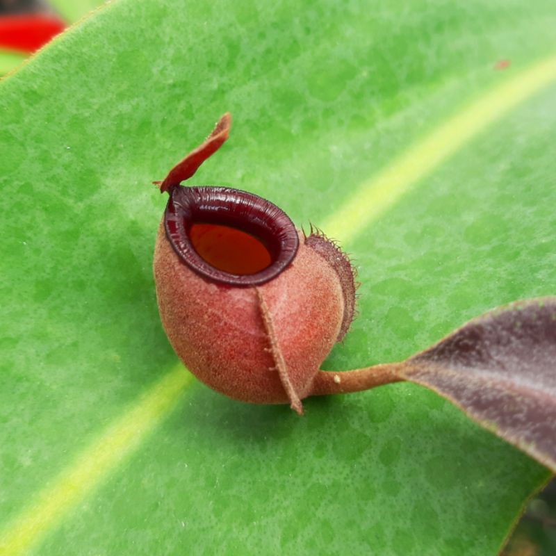 cây nắp ấm N. viking x ampullaria BM