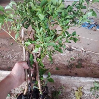 Hoa giấy thái leo tường