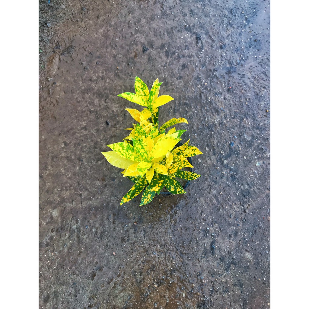 Cây Cô Tòng - Vàng Anh  Cao 20-25cm Lá Xanh Đốm Vàng  Làm Cây Trang Trí Cảnh Quan Sân Vườn