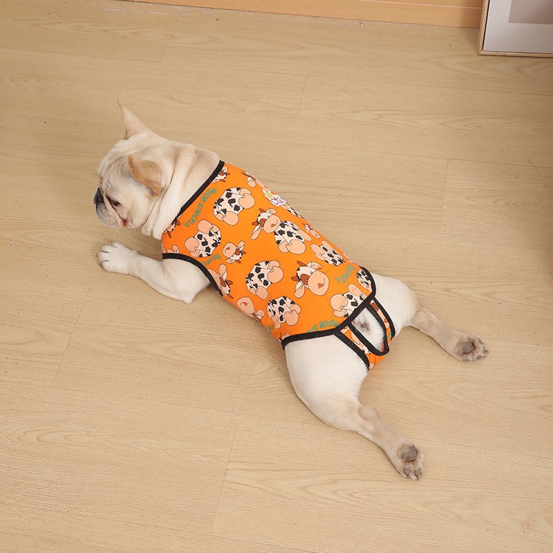 Bộ Áo Liền Quần Sinh Lý Bằng Cotton Nguyên Chất In Chữ Bichon Cho Cún Cưng | BigBuy360 - bigbuy360.vn