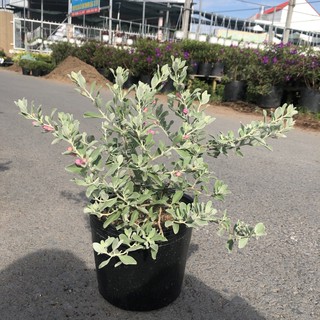 Chậu cây giống Hoa Tuyết Sơn Phi Hồng Leucophyllum frutescens - cao 30-50cm - cây dễ trồng, hoa rực rỡ quanh năm
