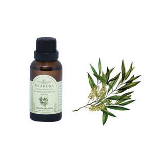 Tinh dầu Tràm Trà EVAROSA chai 30ml
