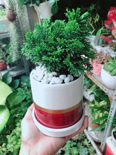 Chậu Cây Tùng Trắc