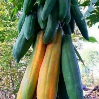 Đu đủ ruột đỏ