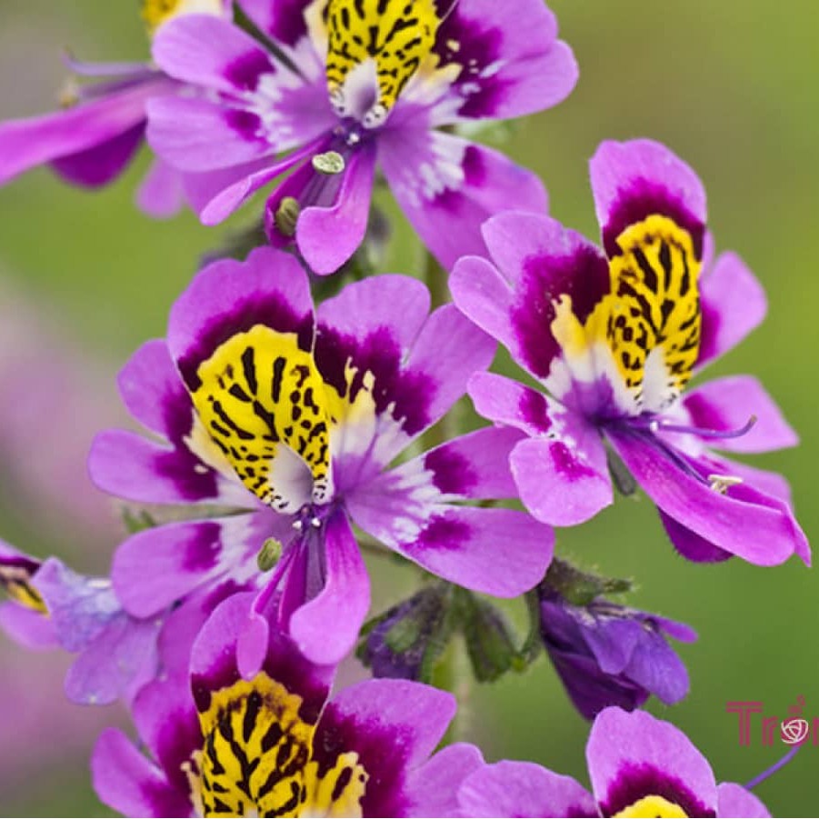 Hạt giống hoa bướm Cali nhiều màu gói 0.5gr