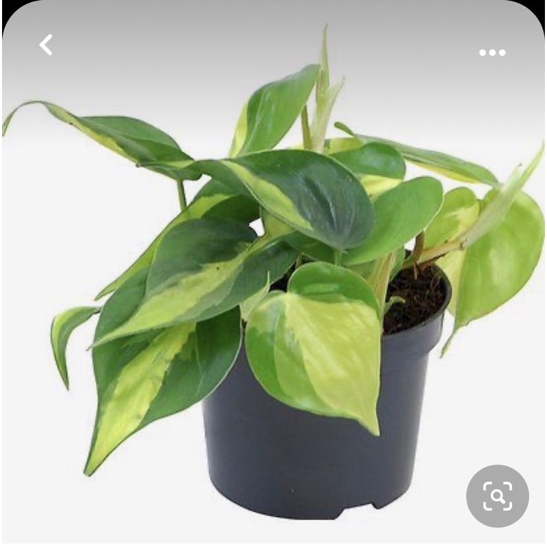 Trầu bà tim var/ Brazil Philodendron