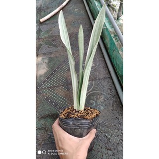 Lưỡi hổ Bạc Siam Sliver