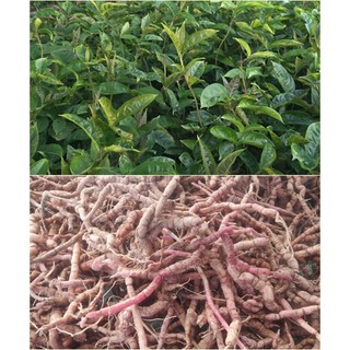 combo 5 Cây Giống Ba Kích 59K