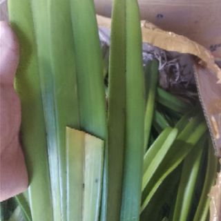Hoa Lan Kiếm Tiên Vũ