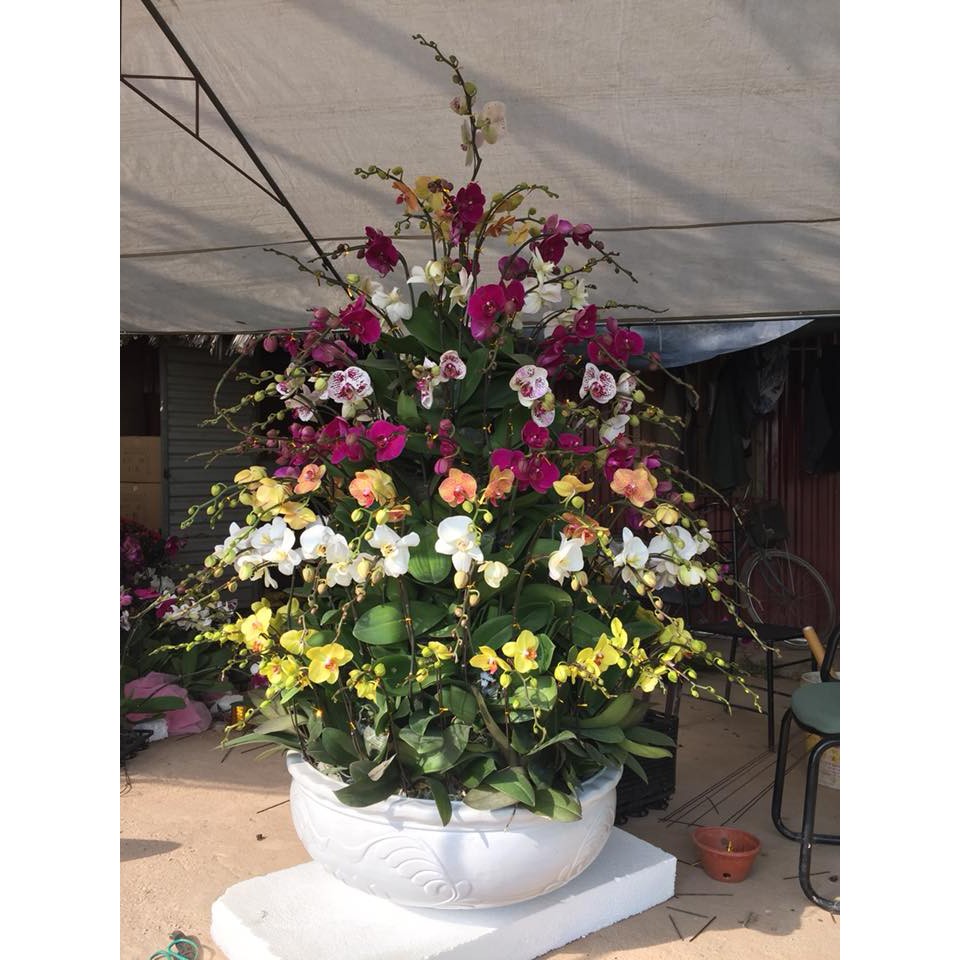 Phân bón Grow More Orchid 6-30-30 chuyên dùng cho lan - Kích thích ra hoa nhập khẩu Mỹ Growmore 567gr